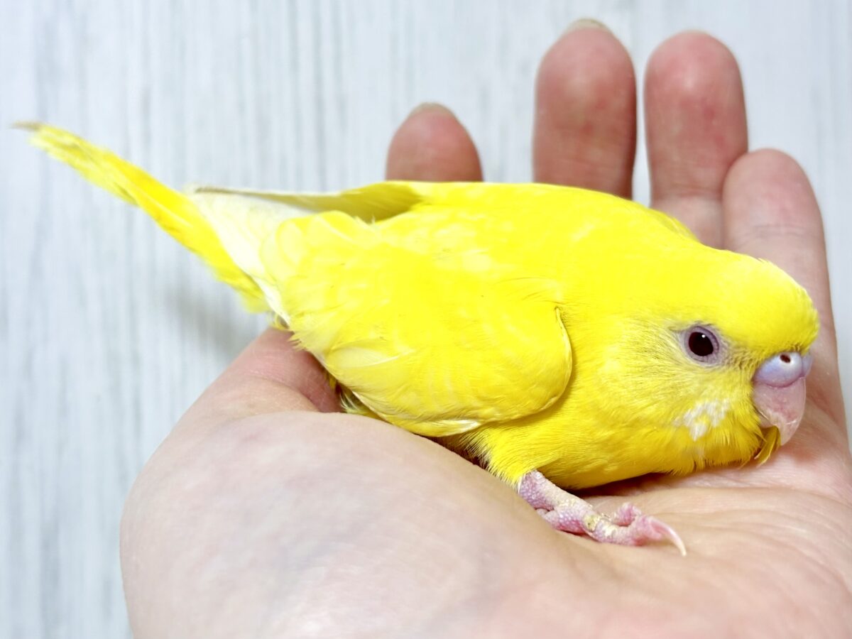 セキセイインコ