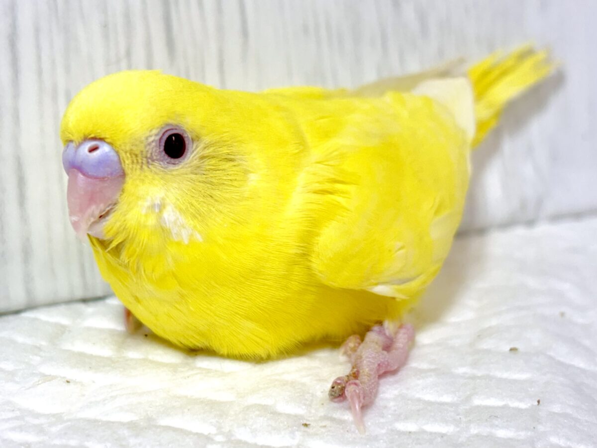 🌈✨個性いろいろ!かわいいセキセイインコちゃんたち🦜💕 セキセイインコ
