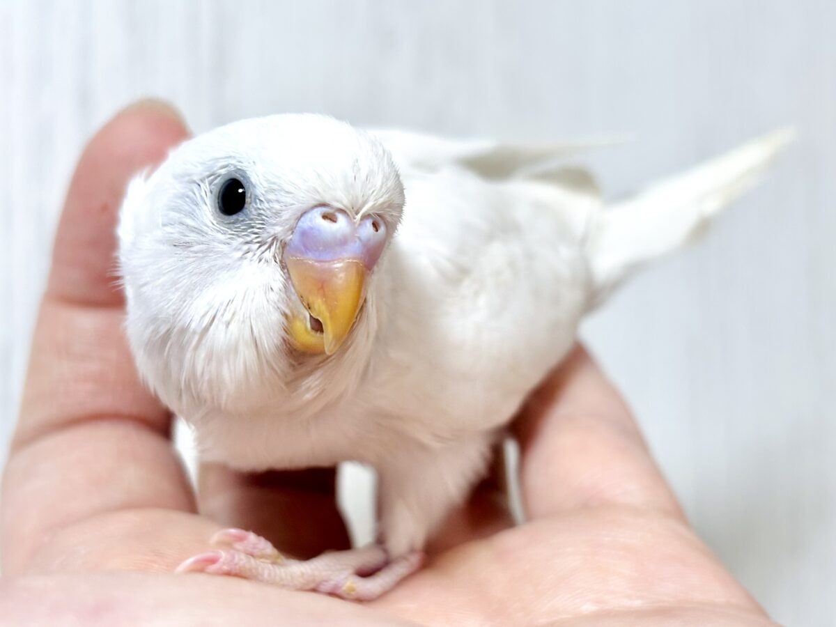 🌈✨個性いろいろ!かわいいセキセイインコちゃんたち🦜💕 セキセイインコ