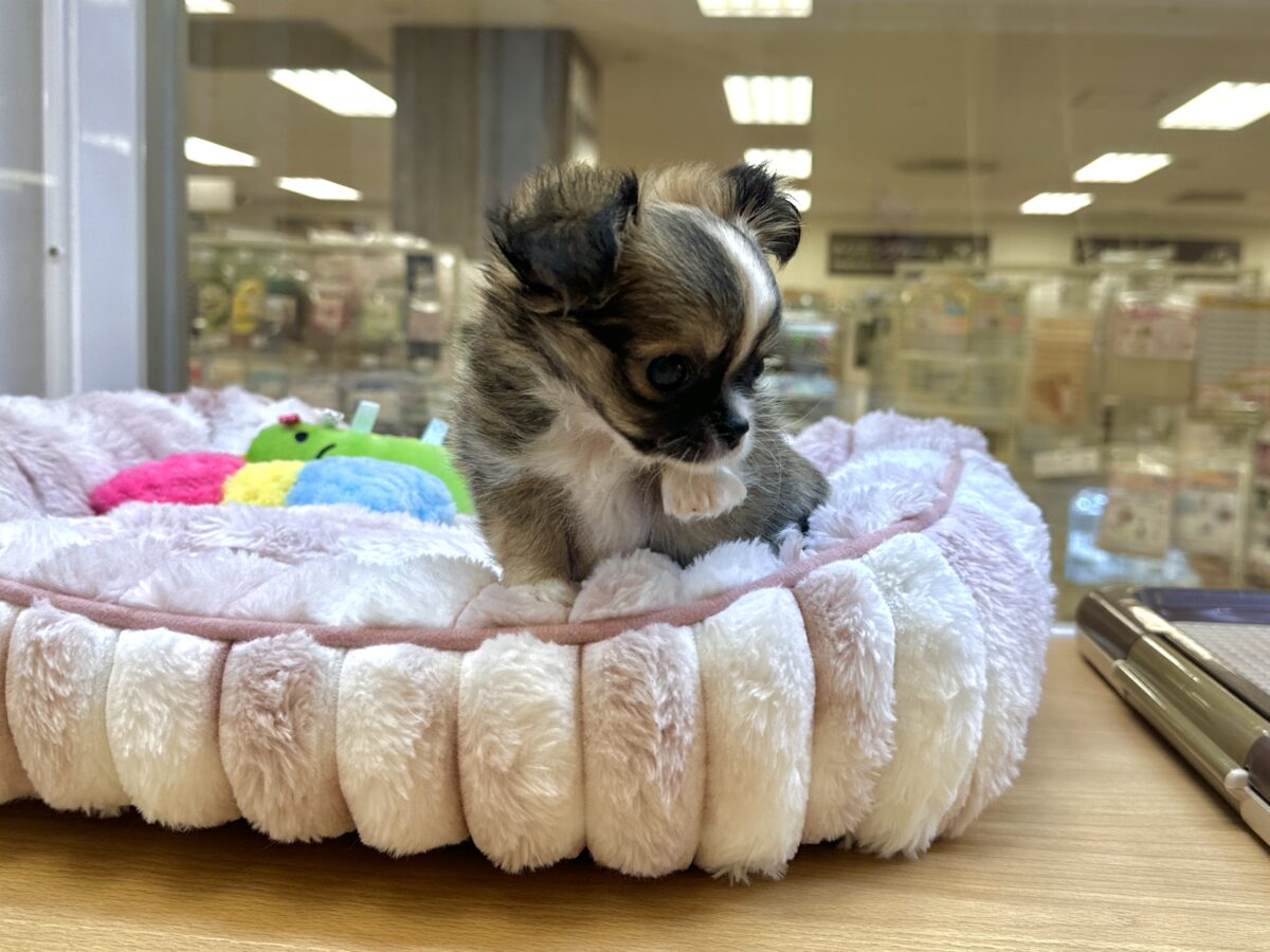 ふわふわもちもち(♡ω♡)チワワくん チワワ