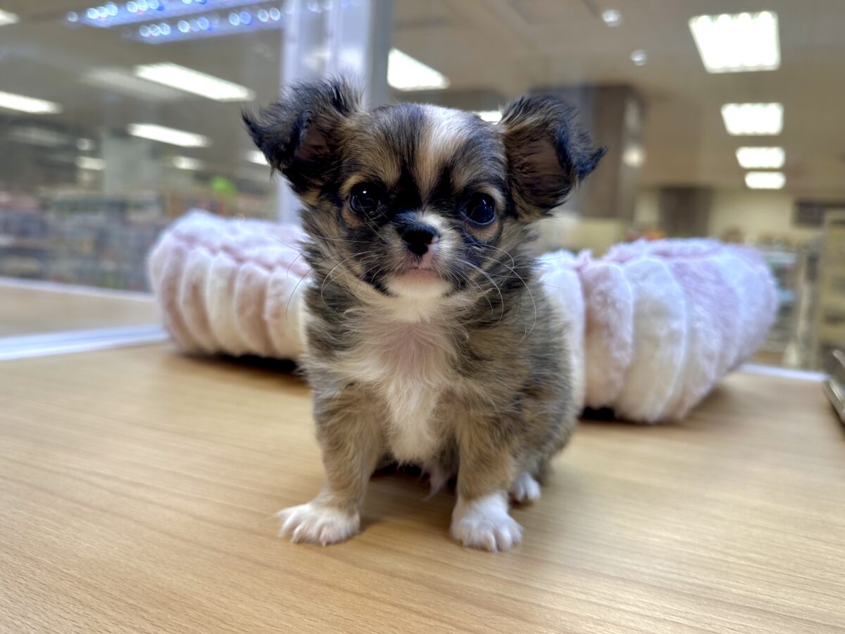 ふわふわもちもち(♡ω♡)チワワくん チワワ
