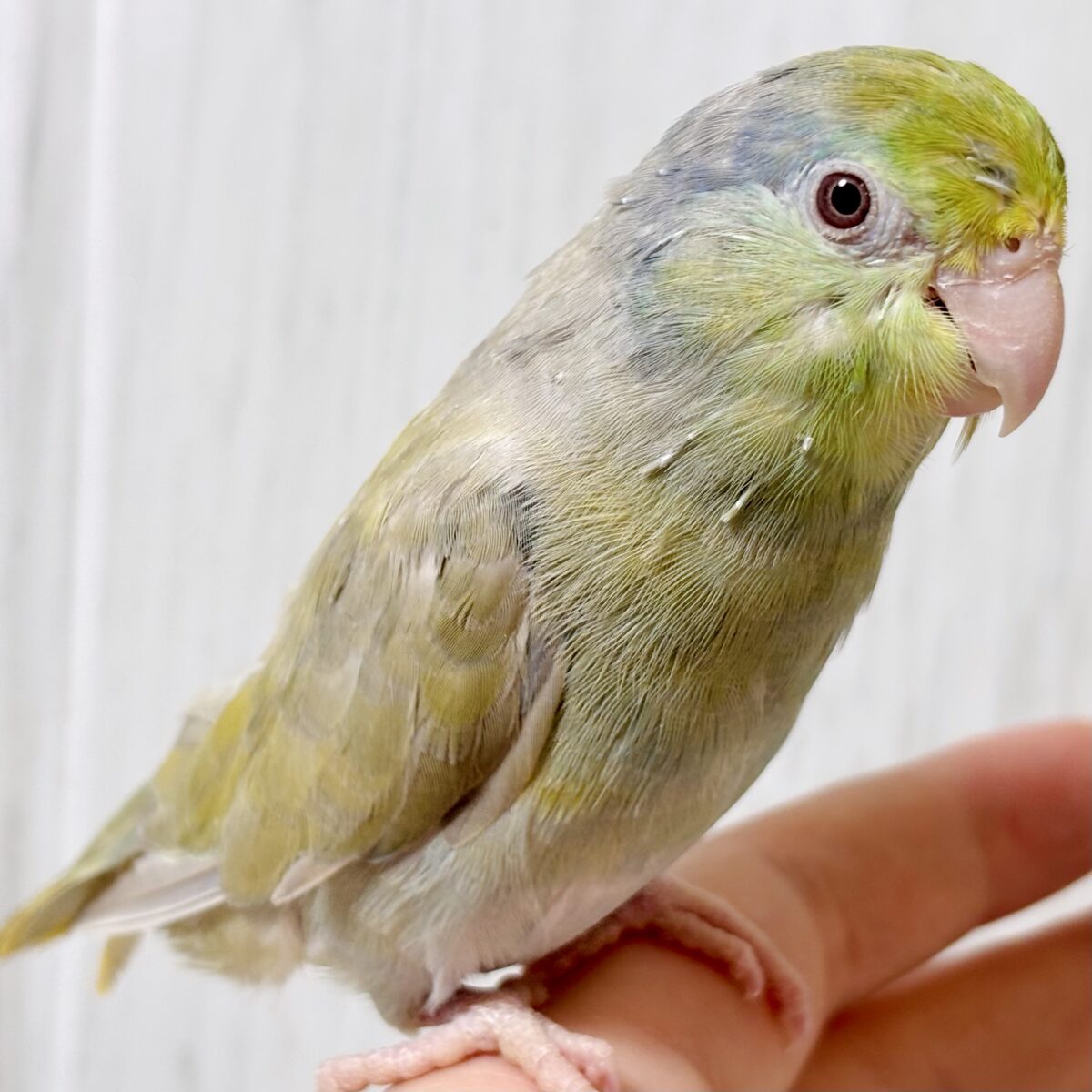🍵💚まるまるむっちり♡抹茶色がかわいい、ターコイズコバルトバイオレットファローの女の子🐥💕 マメルリハ