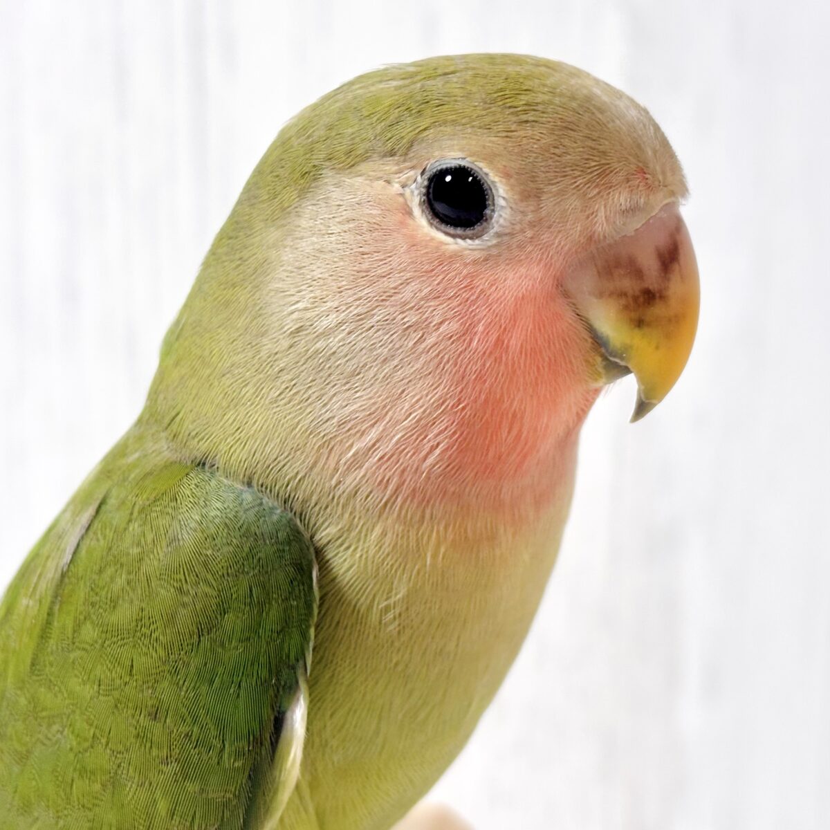 🍊コザクラインコ 💚💙🌿 コザクラインコ(小桜インコ)