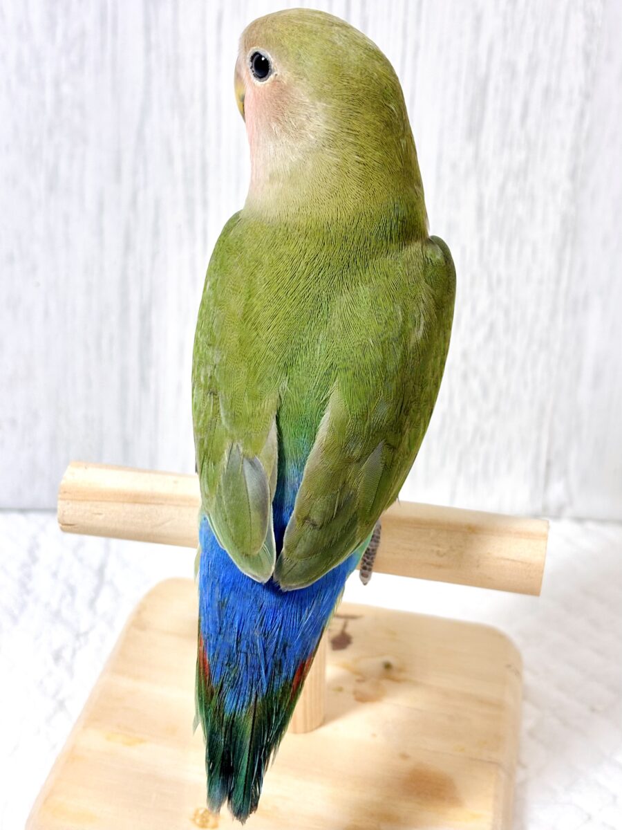 コザクラインコ（小桜インコ）