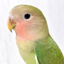 🍊コザクラインコ 💚💙🌿