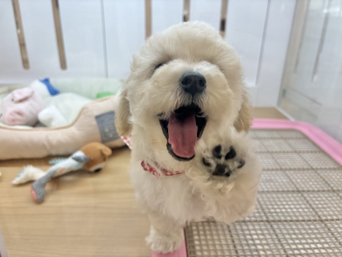 抱き心地満点の激かわぬいぐるみ??ビションプーちゃん! ビションプー