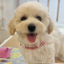 抱き心地満点の激かわぬいぐるみ？？ビションプーちゃん！