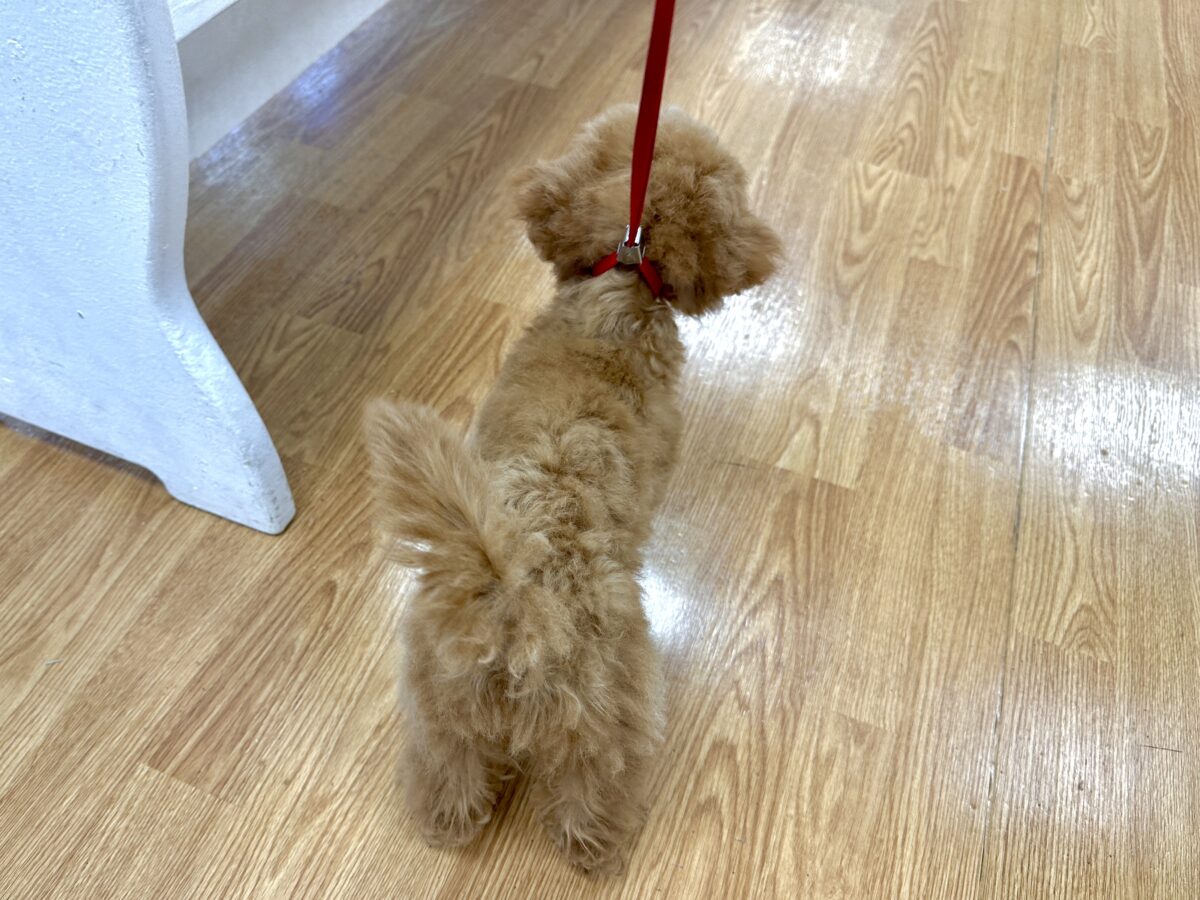 好奇心旺盛𐔌՞⁔ •𖥦•⁔՞𐦯︎︎♥トイプーちゃん トイプードル