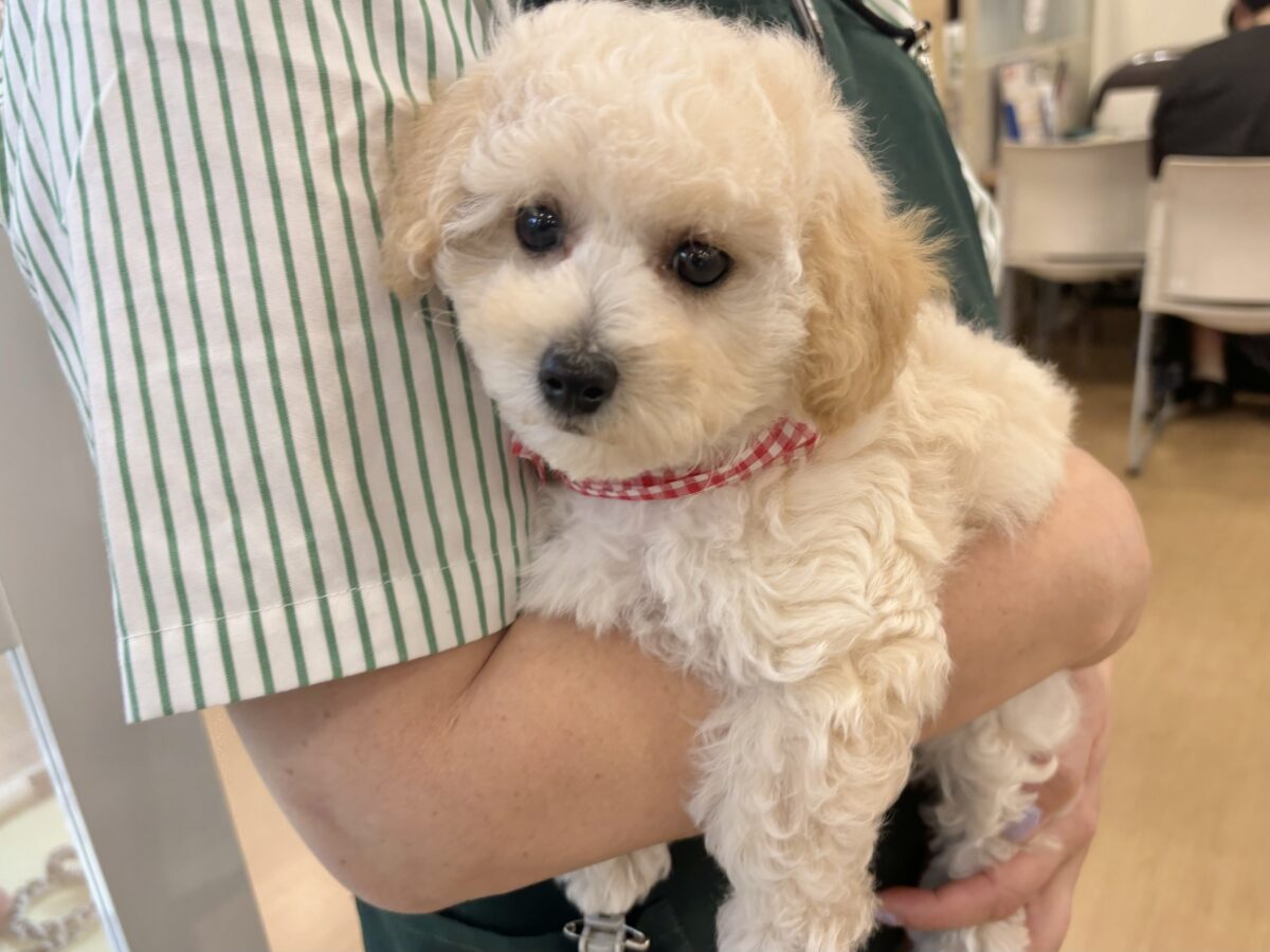 抱き心地満点の激かわぬいぐるみ??ビションプーちゃん! ビションプー