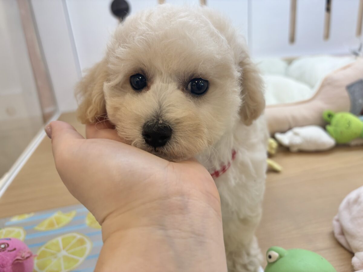 抱き心地満点の激かわぬいぐるみ??ビションプーちゃん! ビションプー