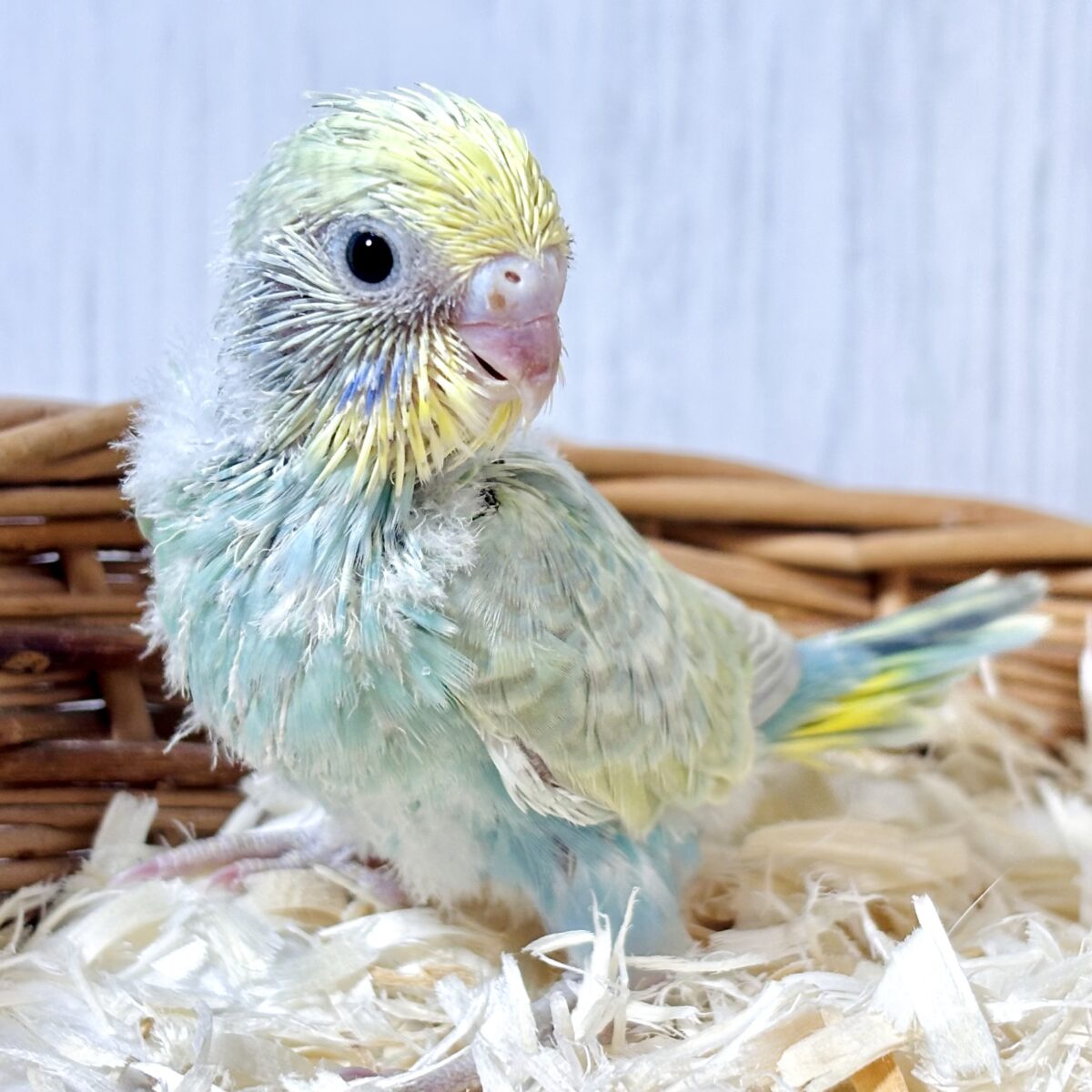 セキセイインコ