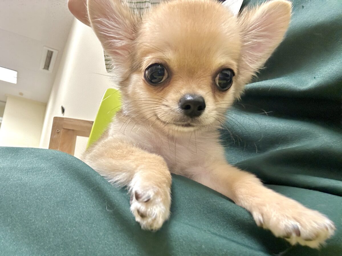 チワワ
