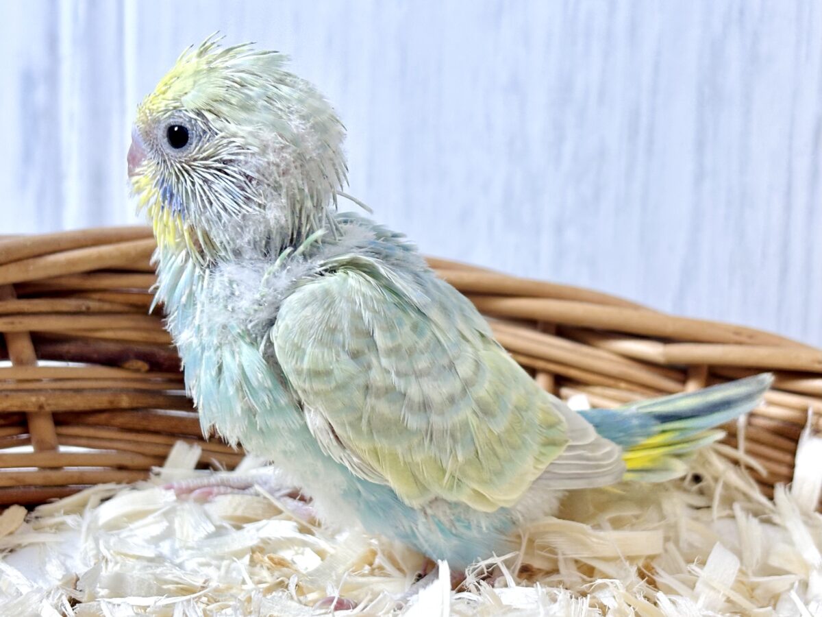 セキセイインコ