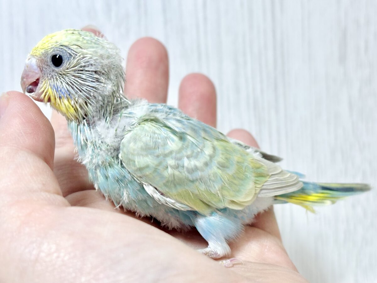セキセイインコ