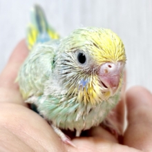 🩵💚凛々しいお顔の妖精さん♡セキセイインコパステルレインボー✨