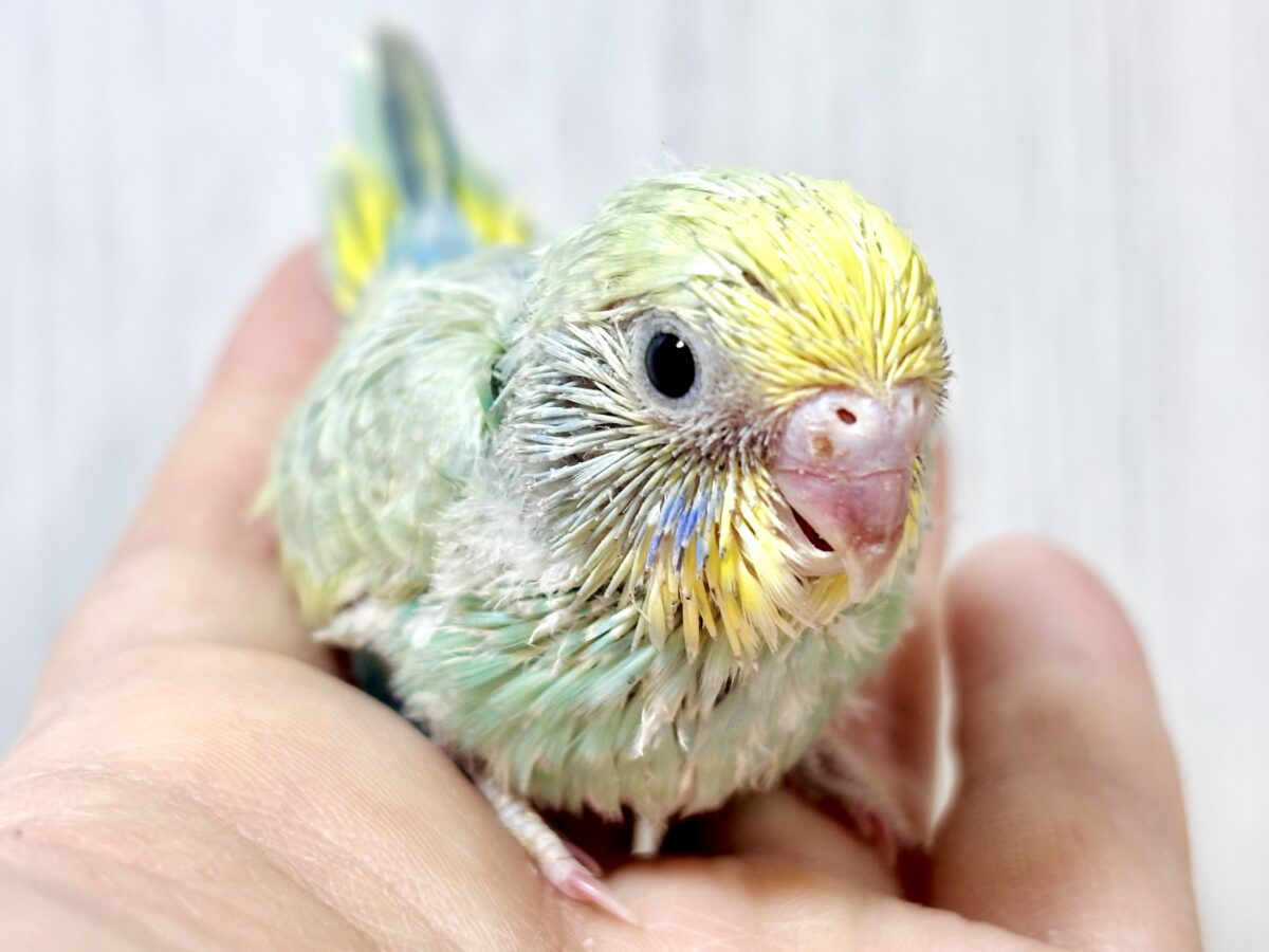 🩵💚凛々しいお顔の妖精さん♡セキセイインコパステルレインボー✨ セキセイインコ