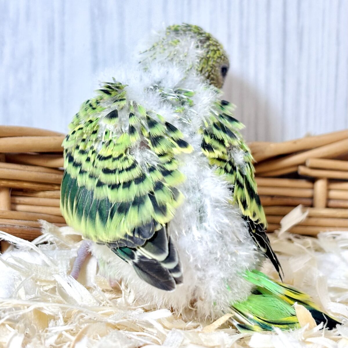 セキセイインコ