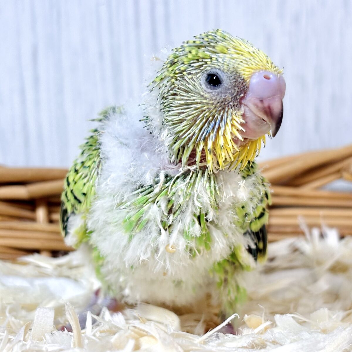 セキセイインコ