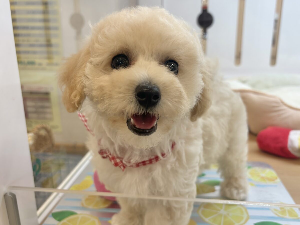 抱き心地満点の激かわぬいぐるみ??ビションプーちゃん! ビションプー