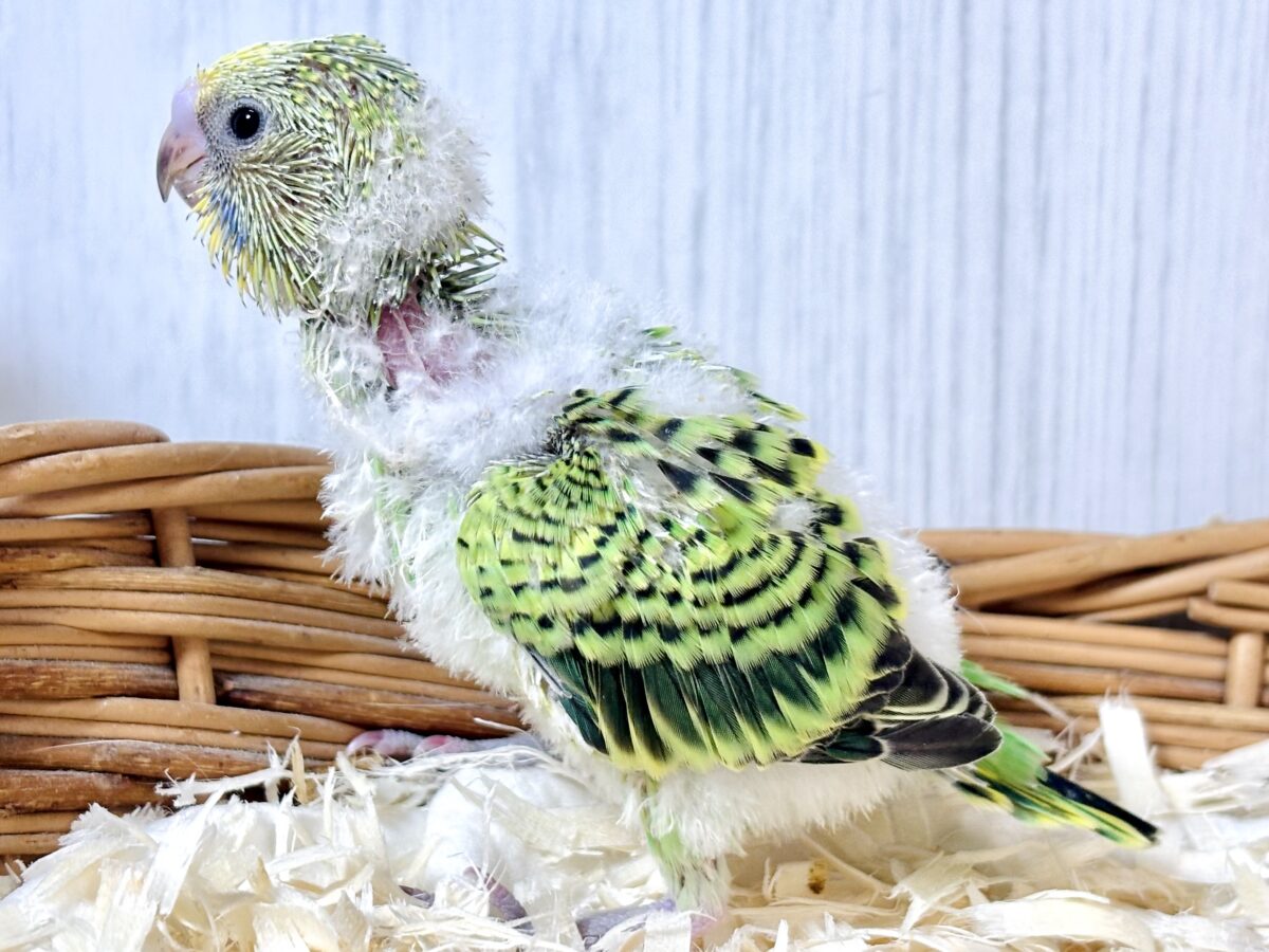セキセイインコ