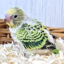🌱💚もけもけセキセイインコグリーンオパーリンの小さなヒナちゃん🐥✨