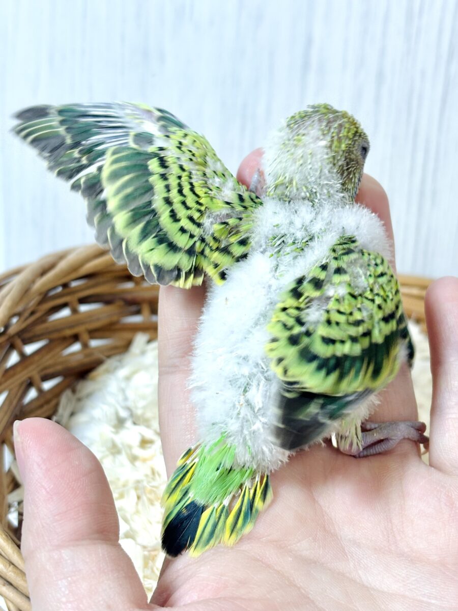 🌱💚もけもけセキセイインコグリーンオパーリンの小さなヒナちゃん🐥✨ セキセイインコ