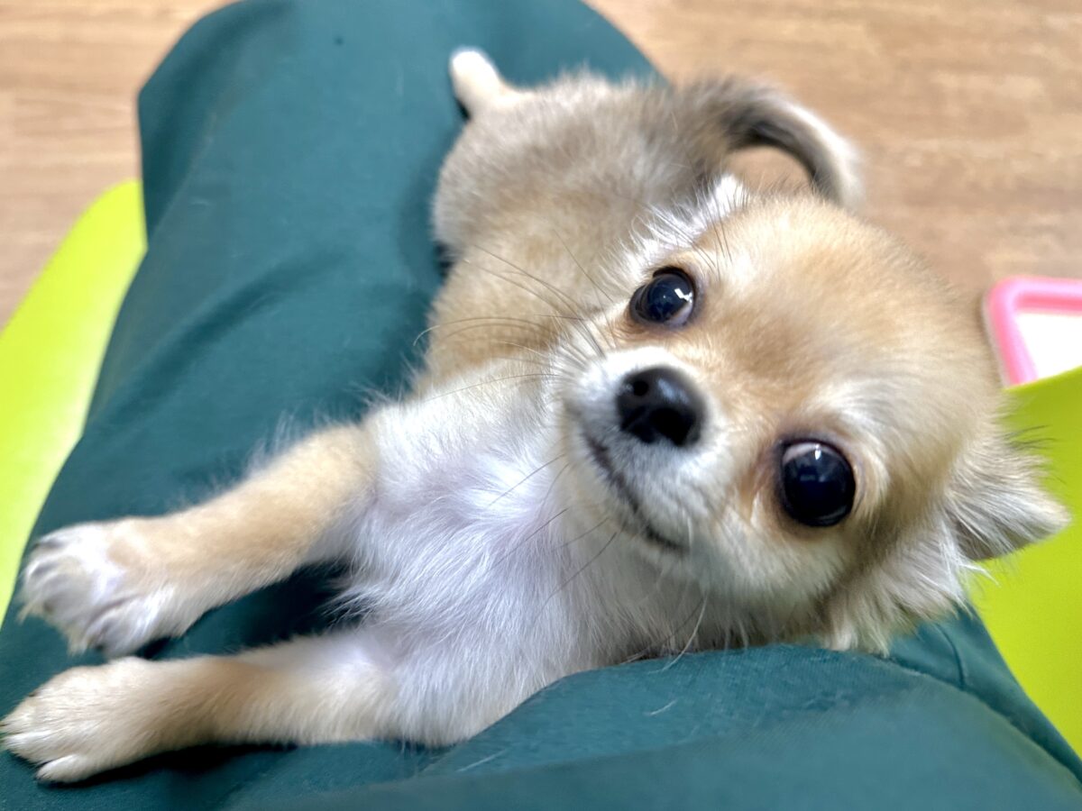 チワワ