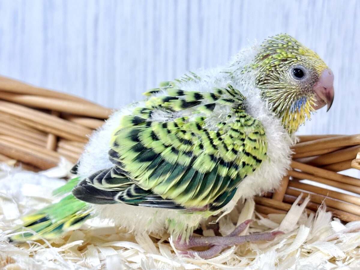 セキセイインコ