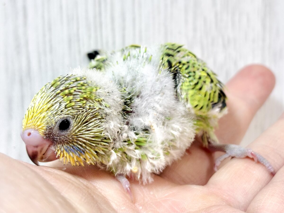 🌱💚もけもけセキセイインコグリーンオパーリンの小さなヒナちゃん🐥✨ セキセイインコ