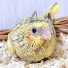 🐯オカメインコ シナモンパール ‪🧡‬‪💗