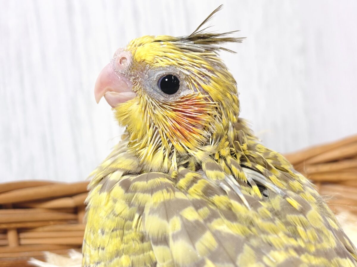 🐯オカメインコ シナモンパール 🧡💗 オカメインコ