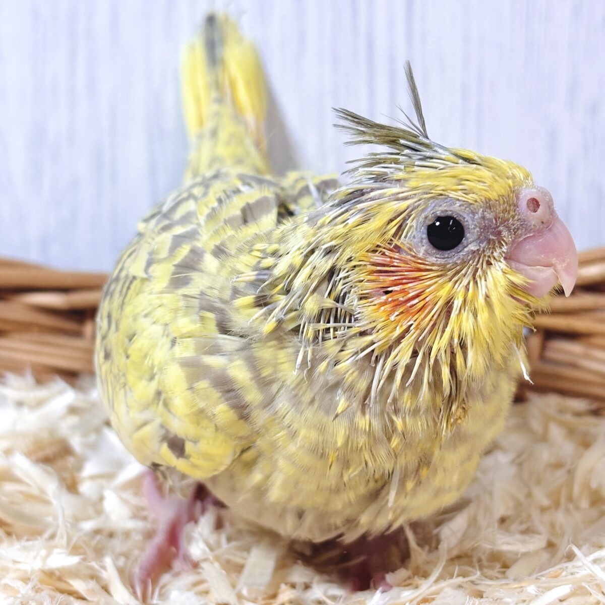 オカメインコ
