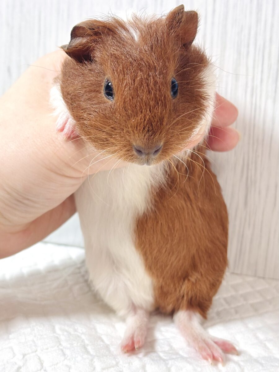 🐹イングリッシュモルモット 茶白ちゃん🤎🤍 イングリッシュモルモット