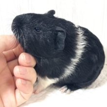 🐹イングリッシュモルモット 黒茶白ちゃん🖤🤎🤍