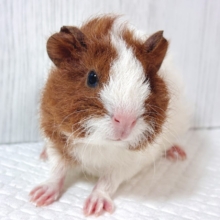 🐹テディモルモット 茶白ちゃん🤎‎🤍
