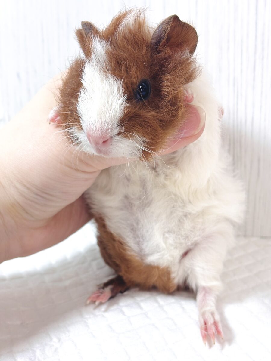 🐹テディモルモット 茶白ちゃん🤎🤍 テディモルモット
