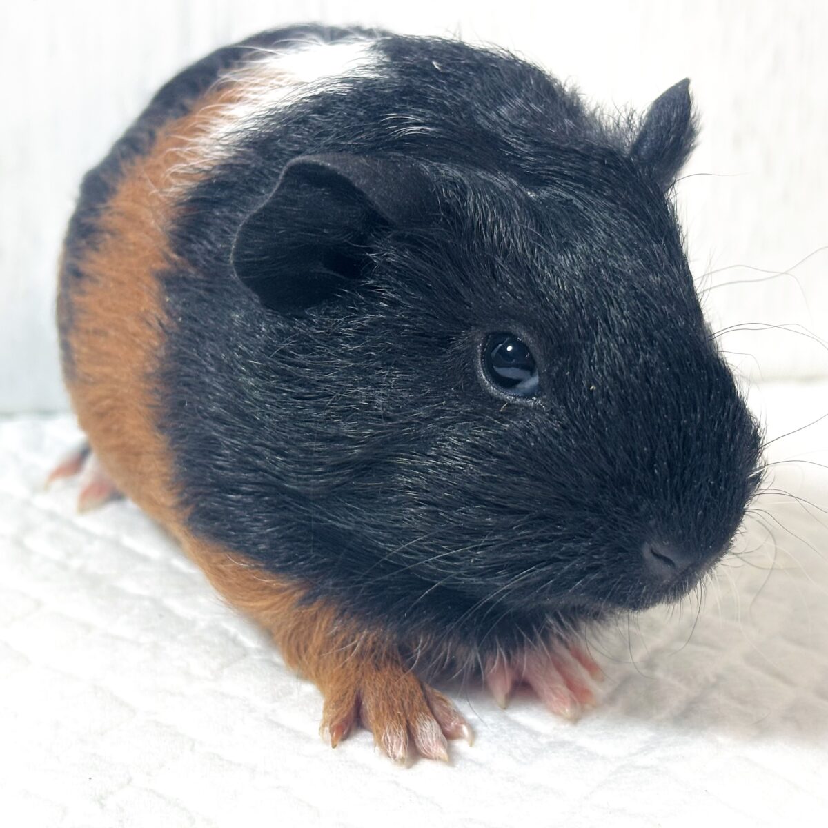 🐹イングリッシュモルモット 黒茶白ちゃん🖤🤎🤍 イングリッシュモルモット