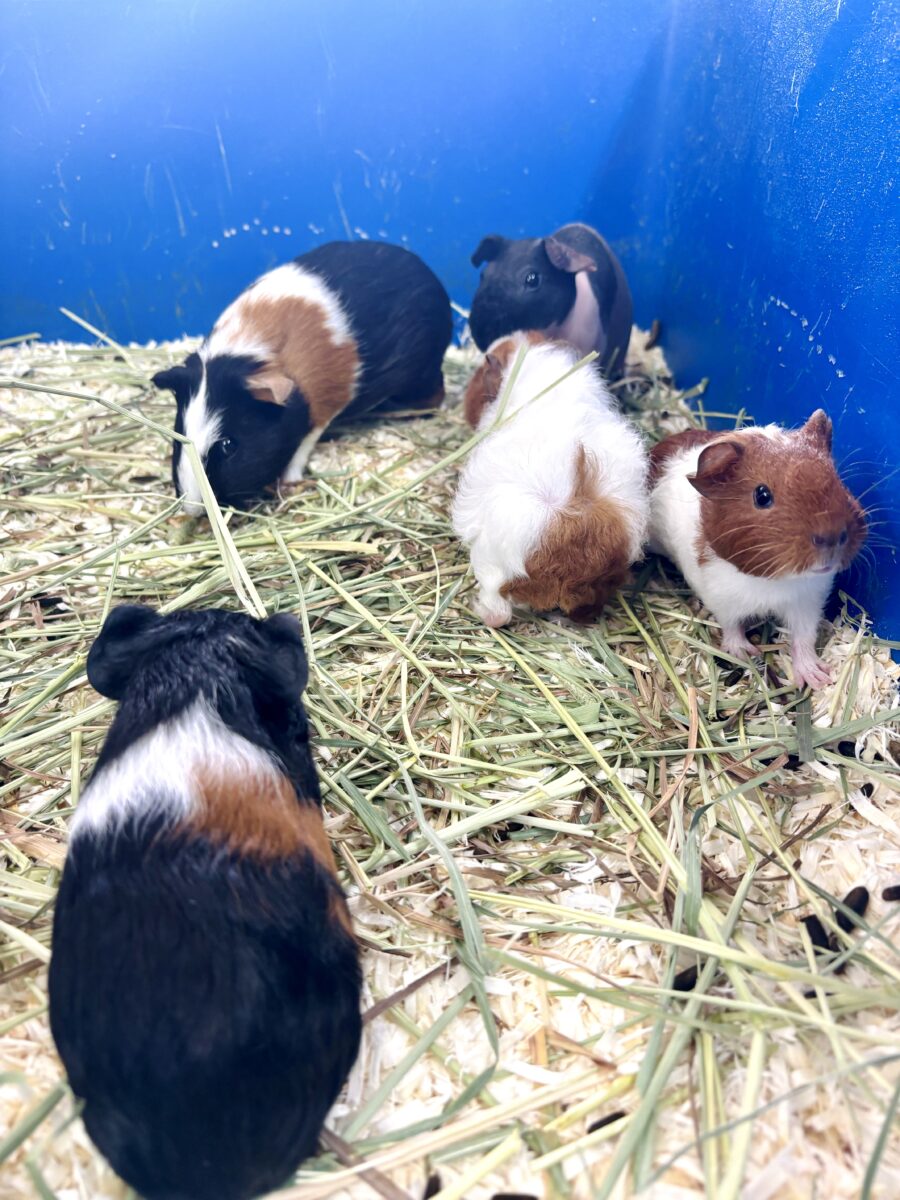 🐹イングリッシュモルモット 黒茶白ちゃん🖤🤎🤍 イングリッシュモルモット