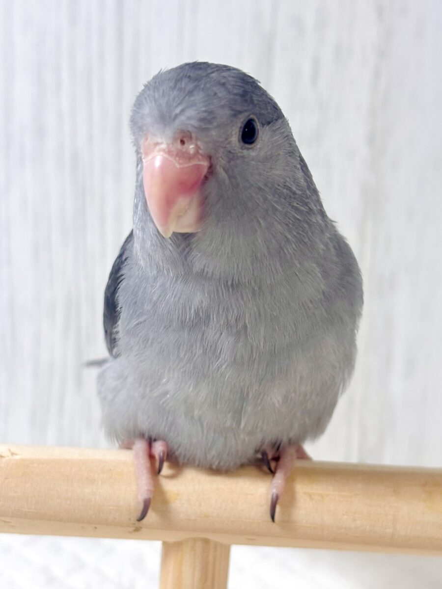 マメルリハ