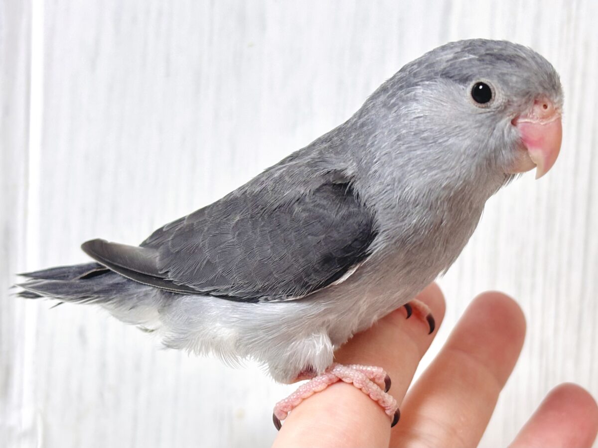 マメルリハ