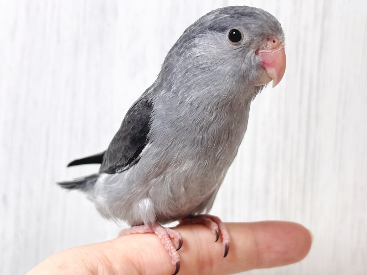 マメルリハ