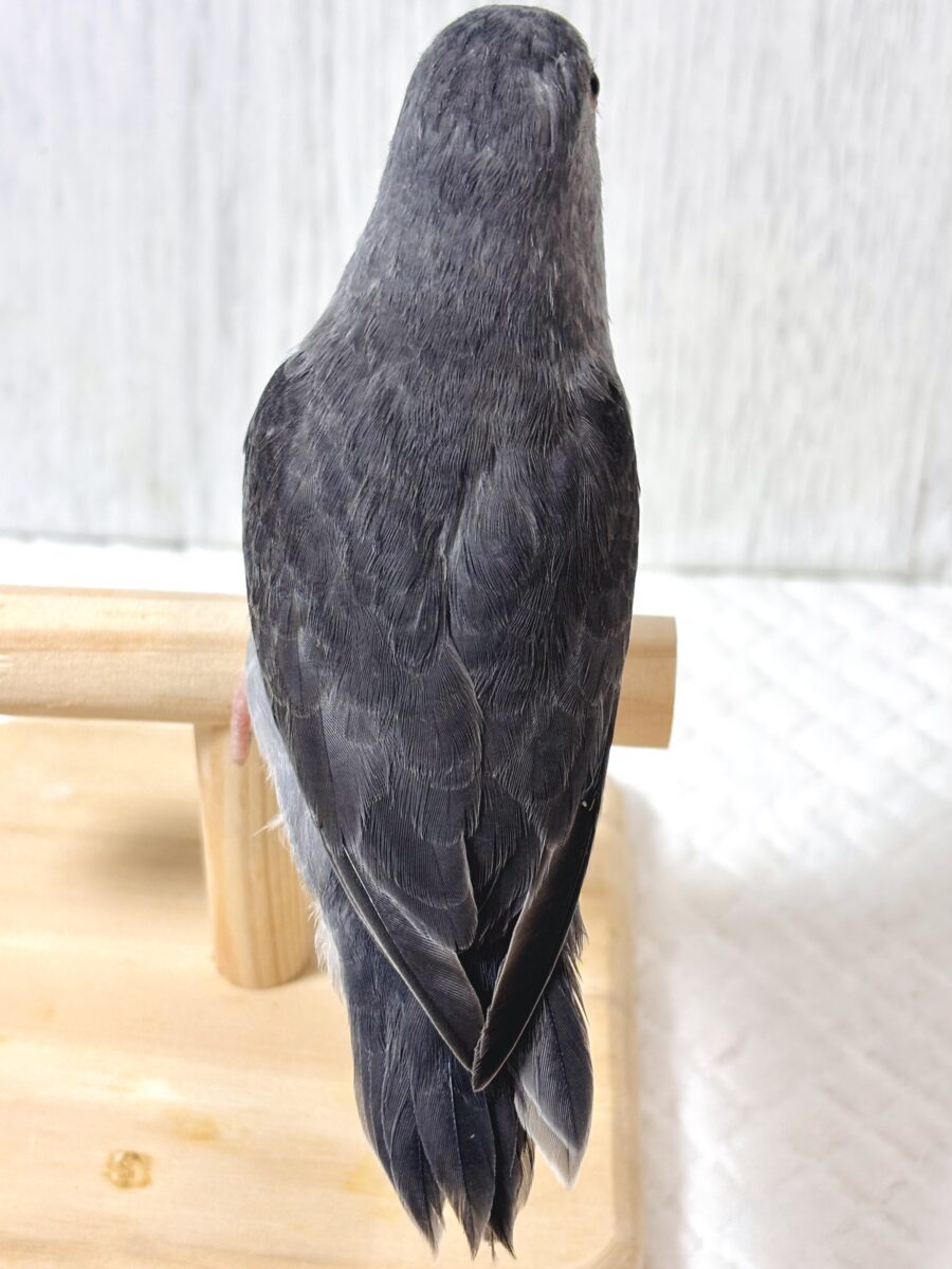 マメルリハ