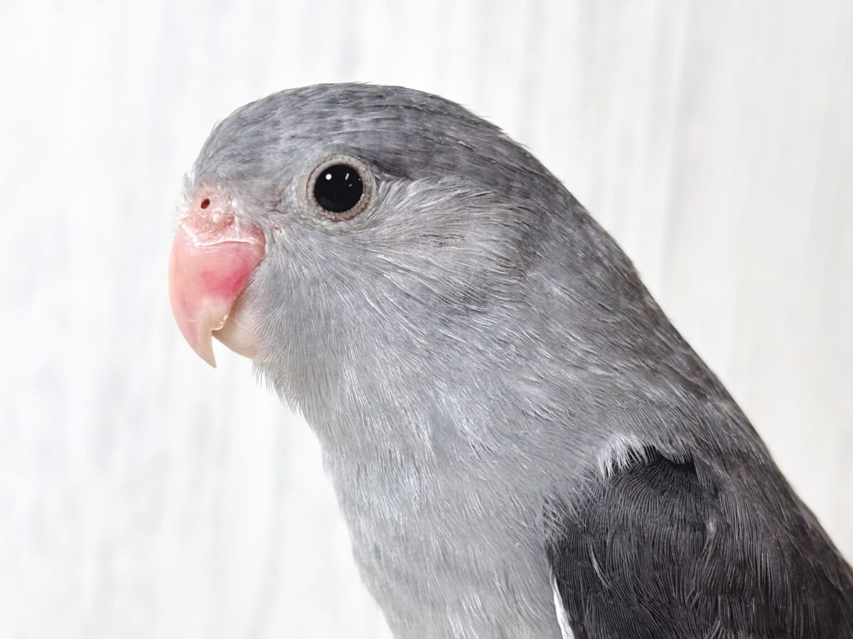 シックでかっこいい🐦⬛✨マメルリハブラックモーブ 男の子🖤🩶 マメルリハ