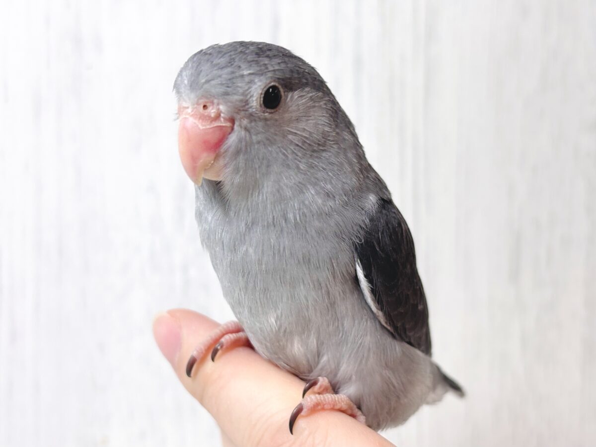 マメルリハ