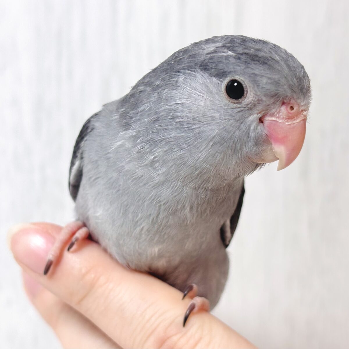 シックでかっこいい🐦‍⬛✨マメルリハブラックモーブ  男の子🖤🩶