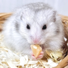 ✨もふもふ天使✨白×グレーが綺麗なロングコートハムちゃん🐹🤍🩶