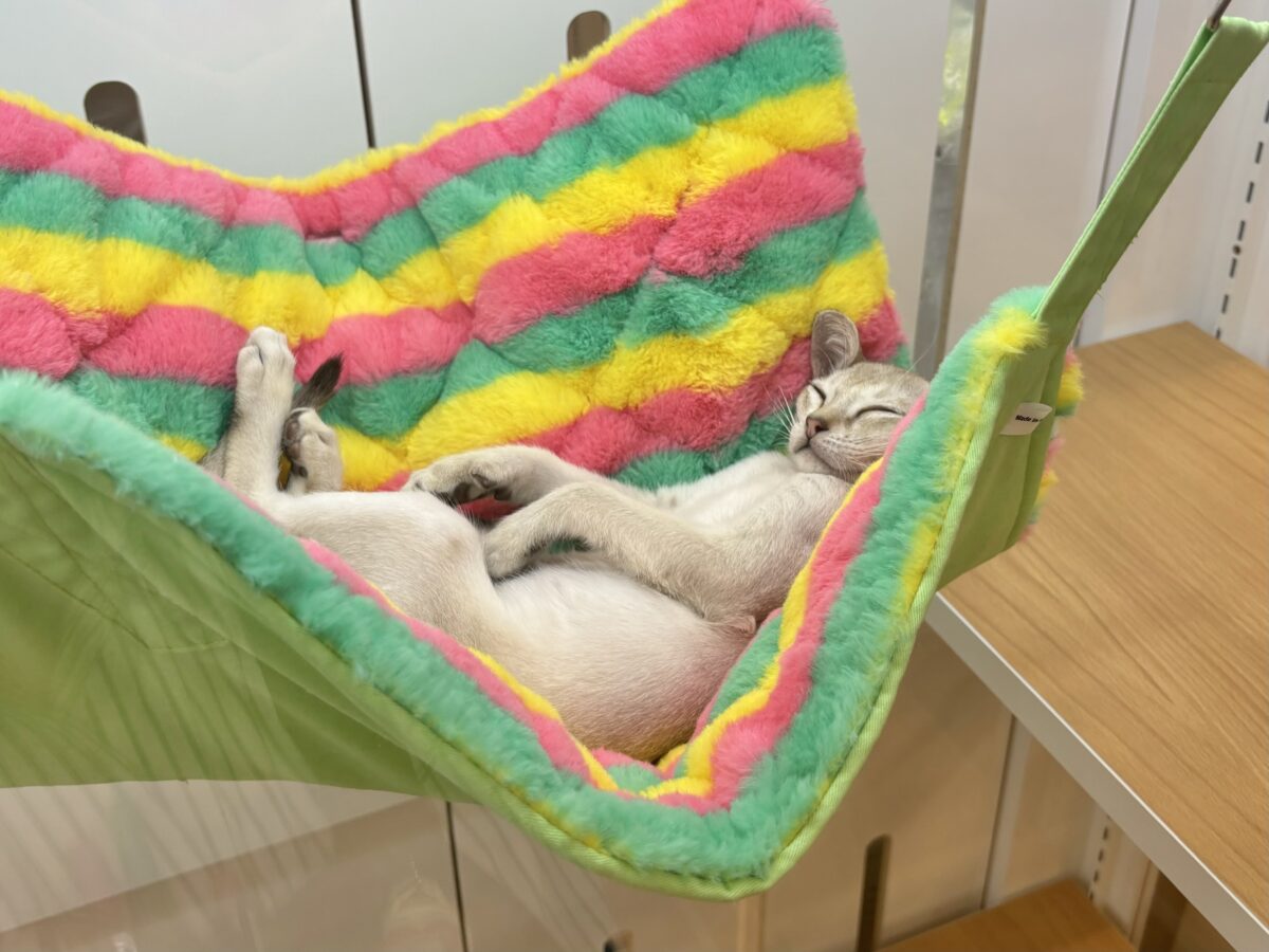 シンガプーラ