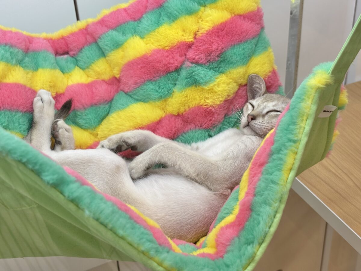 シンガプーラ