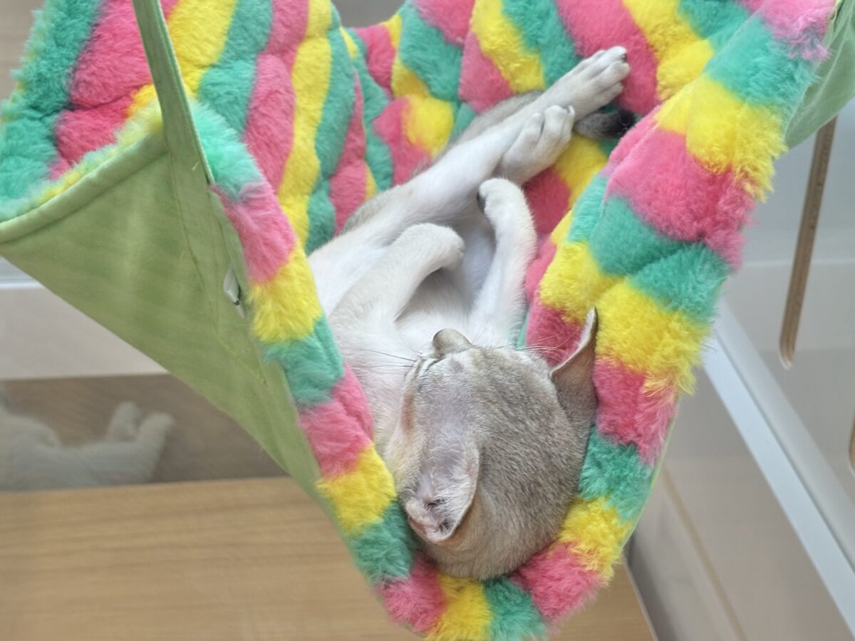 シンガプーラ