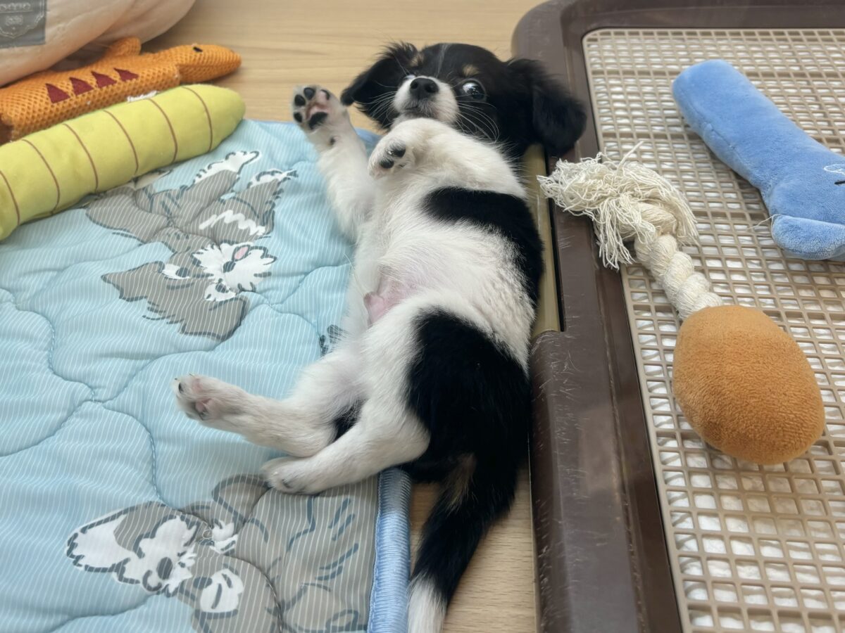 チワックス